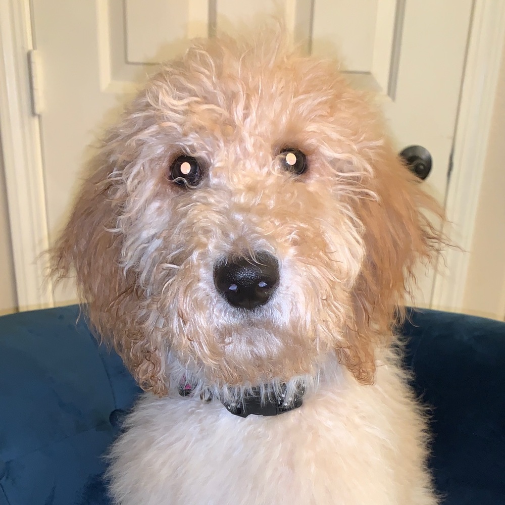 Meet your Posher, Crystal